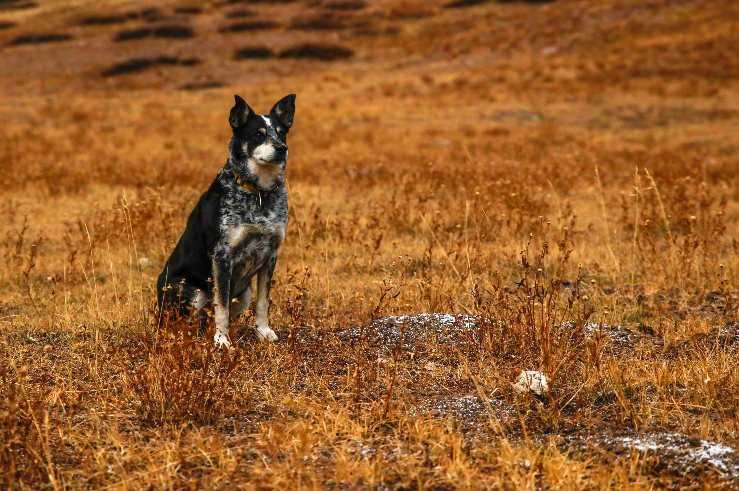 a black and white dog in tall grass looking away