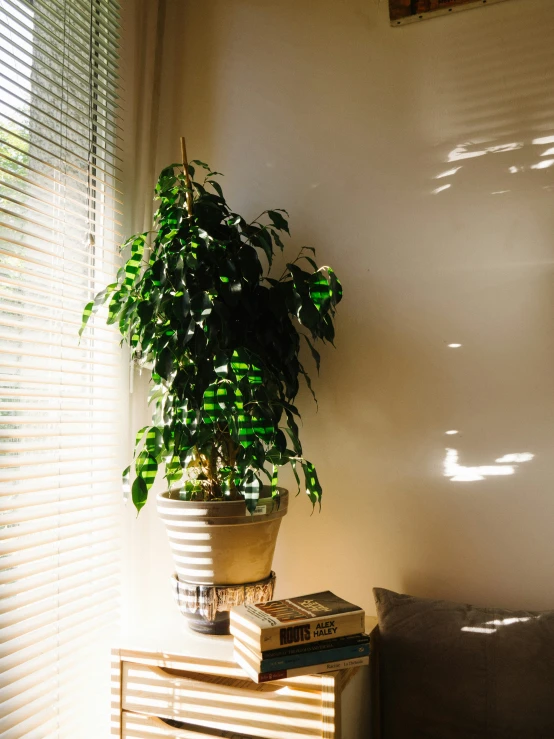 a small house plant on a white side table near a window