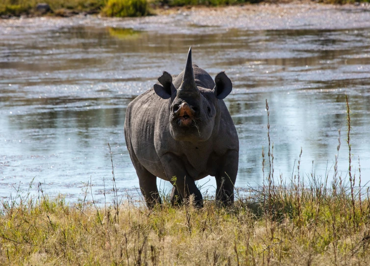 a very large rhino near a body of water