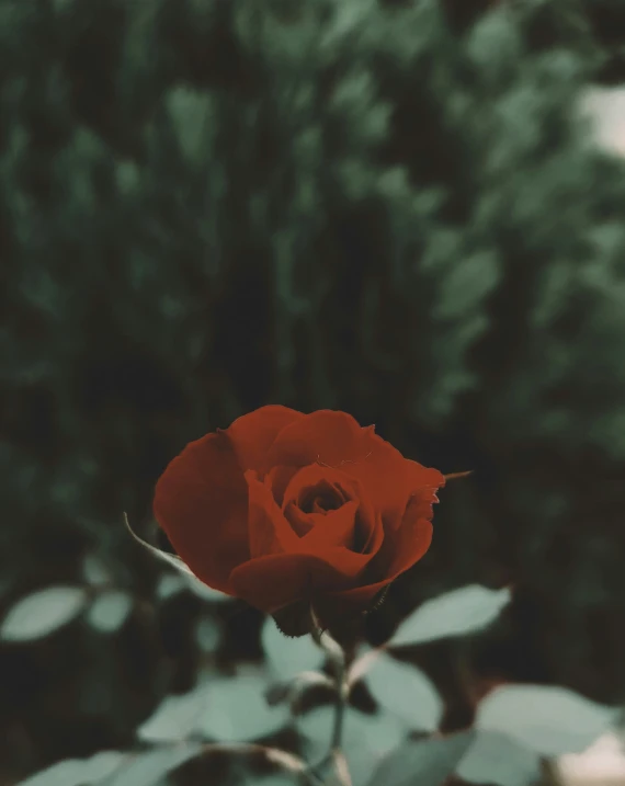 a single red rose is in front of some trees