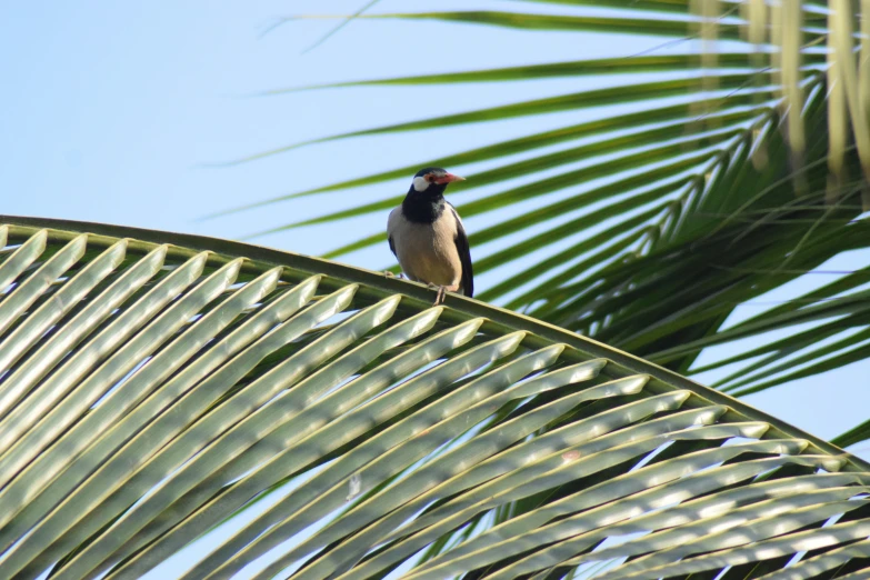 there is a bird on a limb of a palm tree