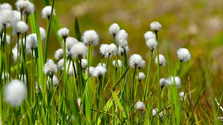 the flowers are growing in the green grass