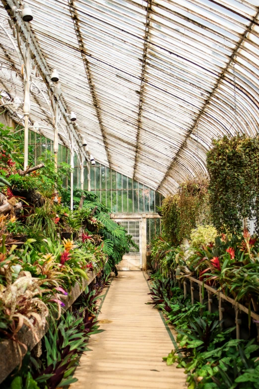 a hallway of tropical plants in a greenhouse