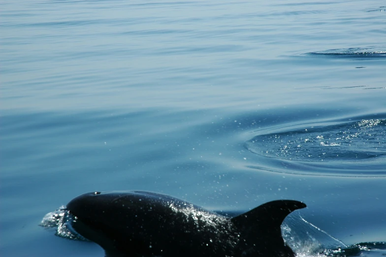 a very large black dolphin in some water