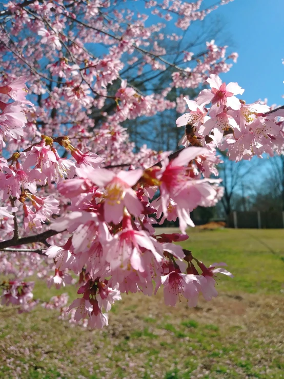 pink flowers bloom in an open field near a forest