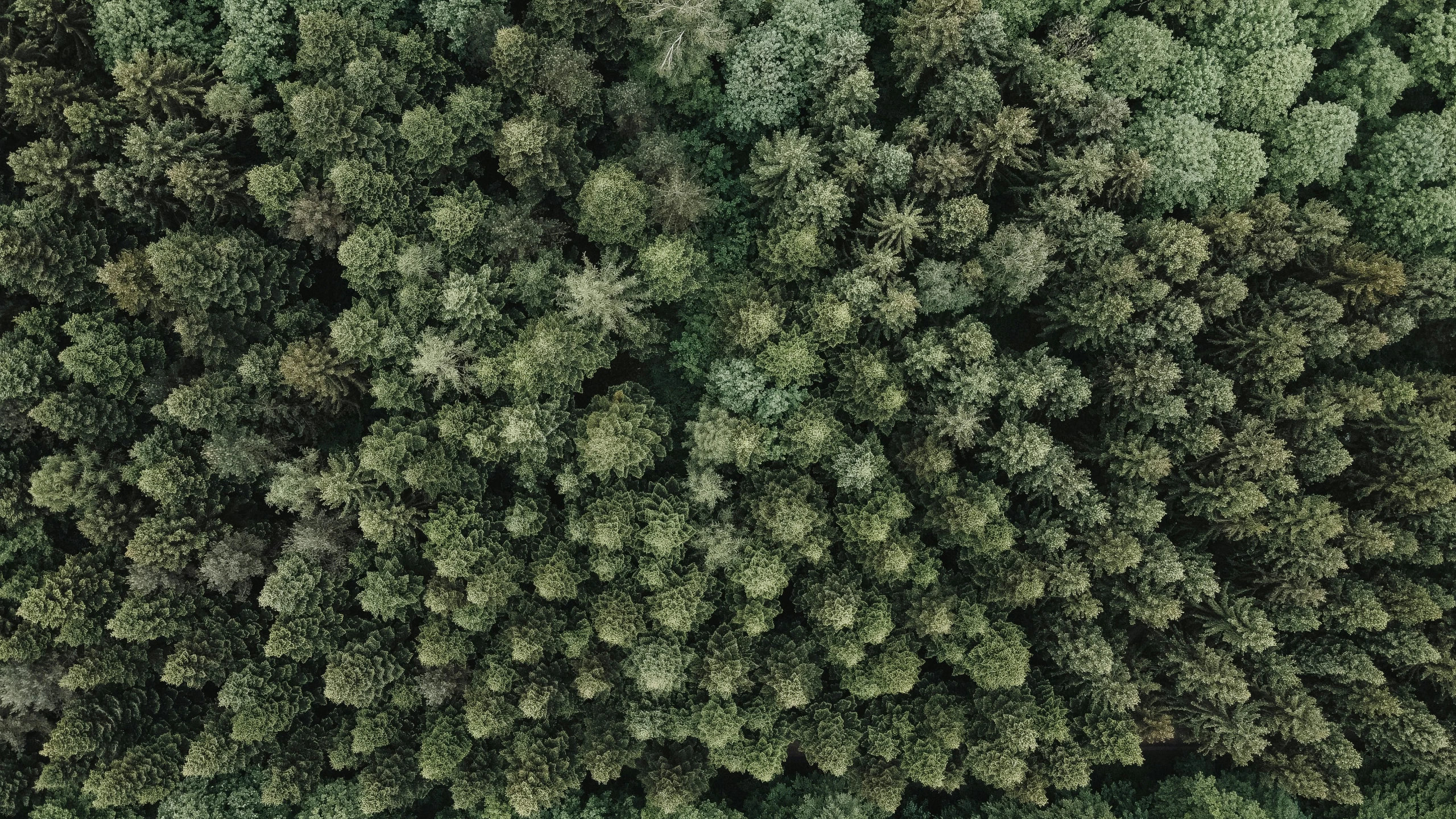 a green field with trees top down on a sunny day