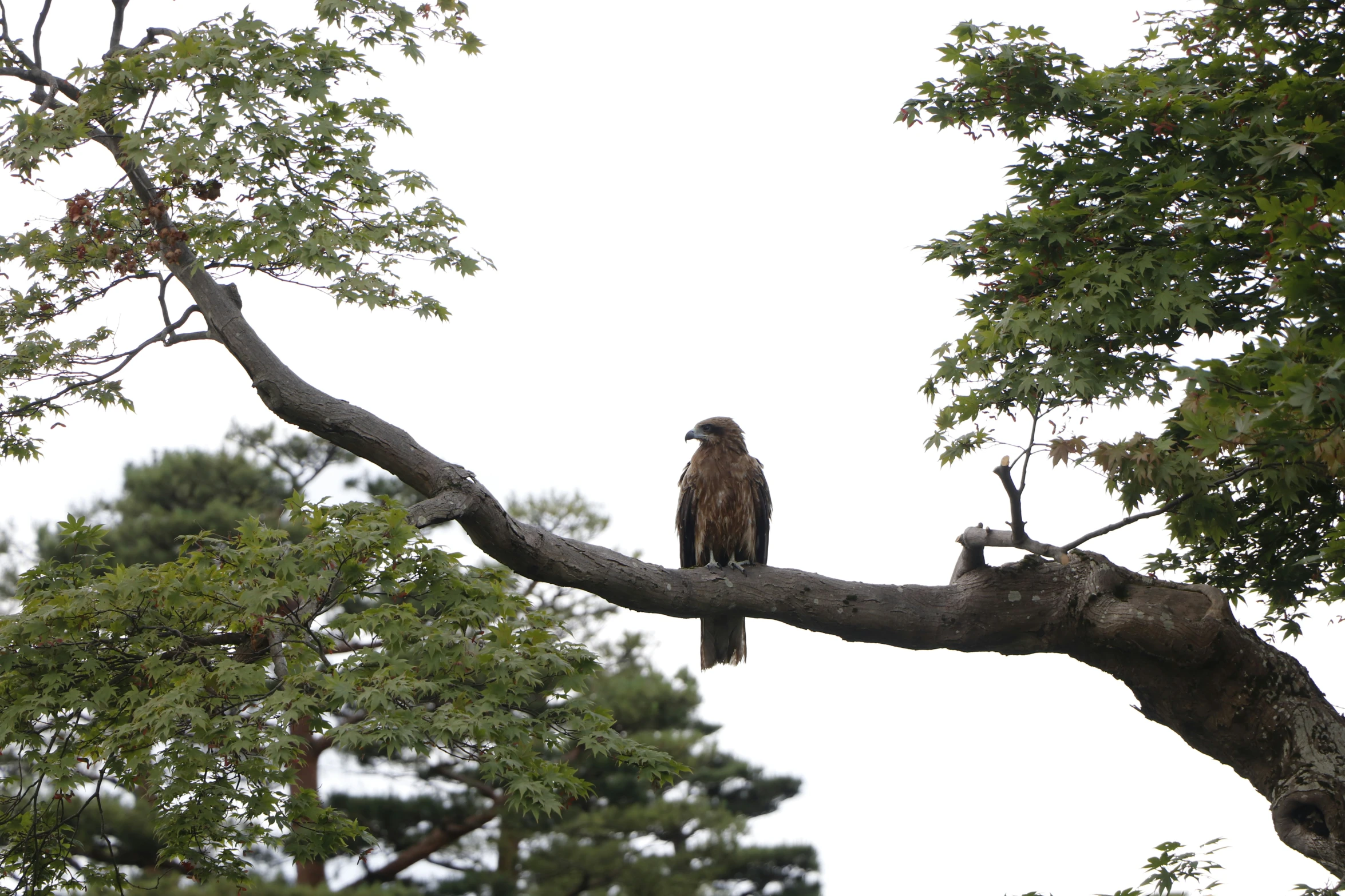 the eagle is perched on a nch by itself