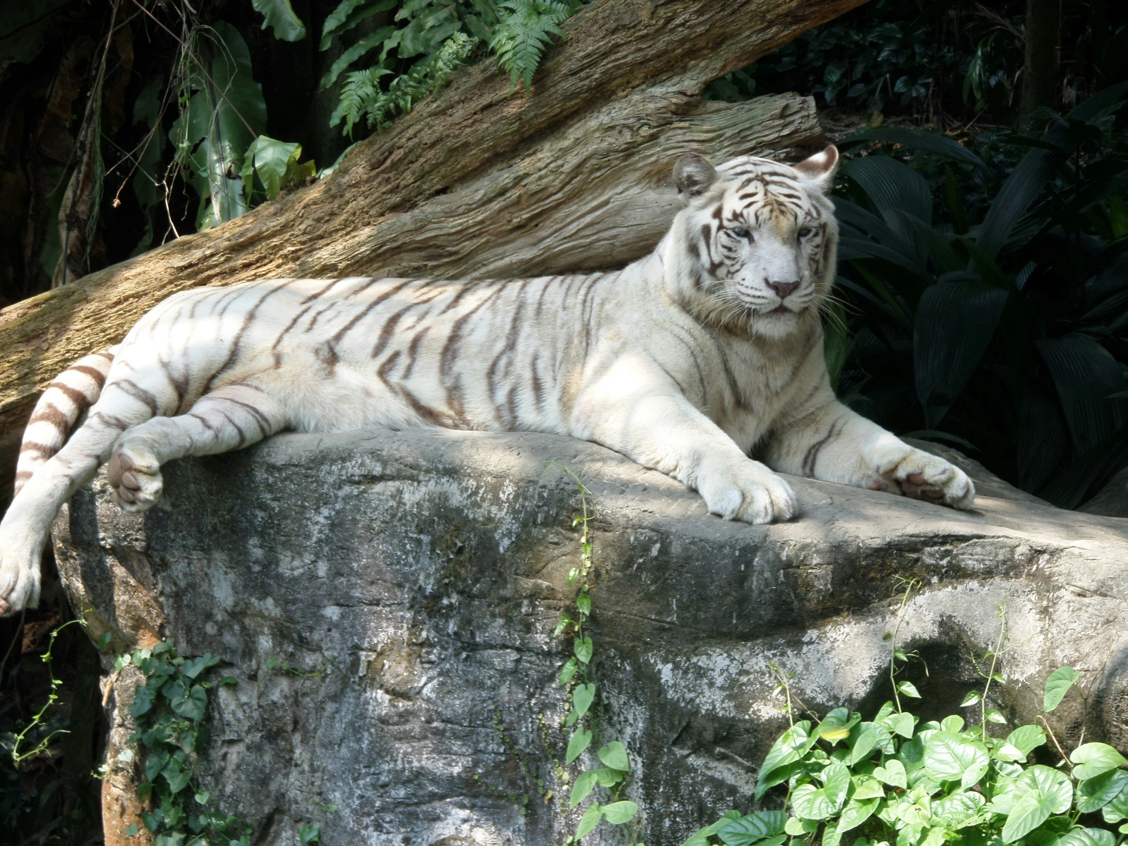 a white tiger resting in a zoo enclosure