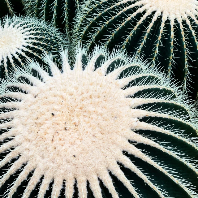 an image of a cactus plant that is green and white