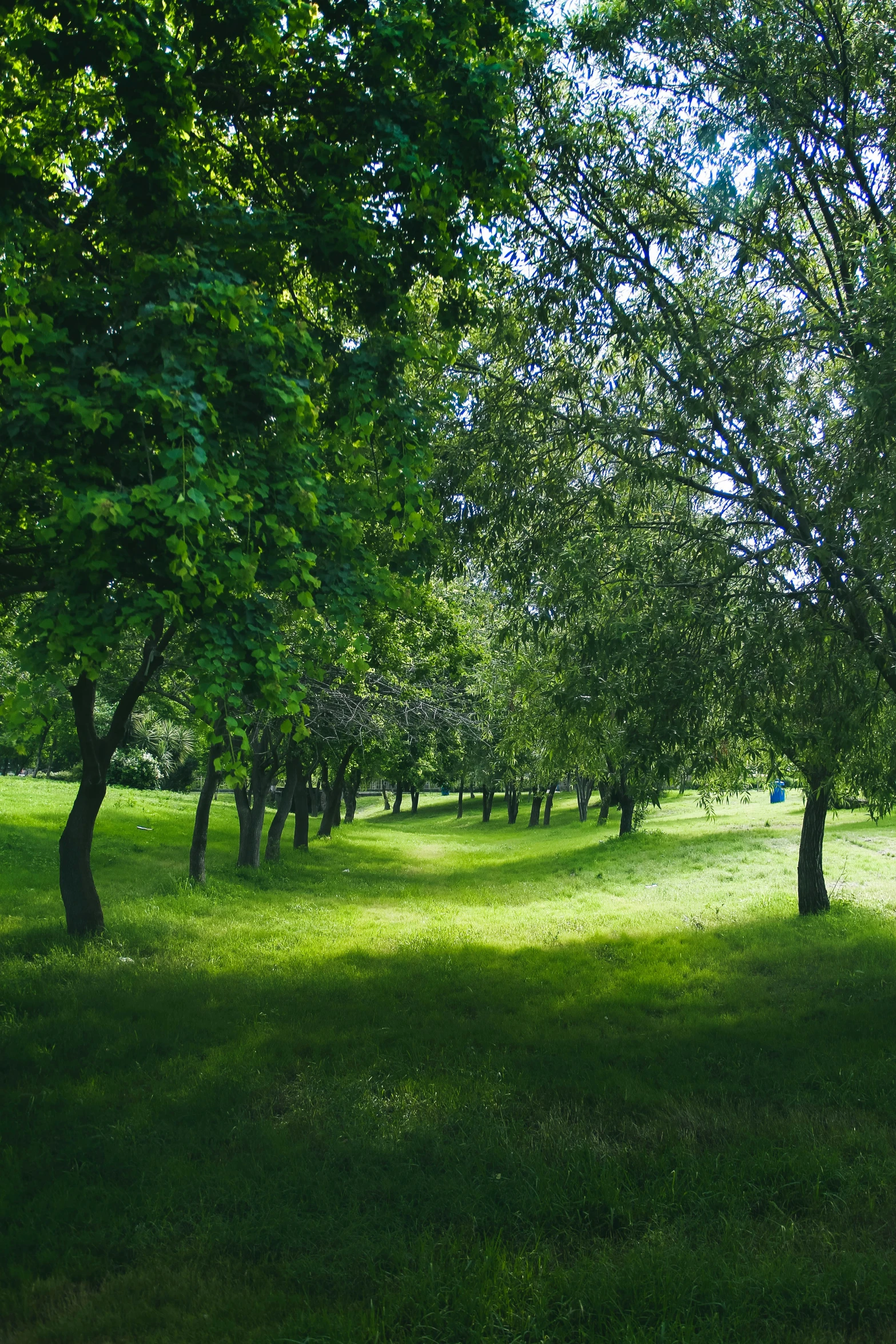 the park is shaded by a row of trees