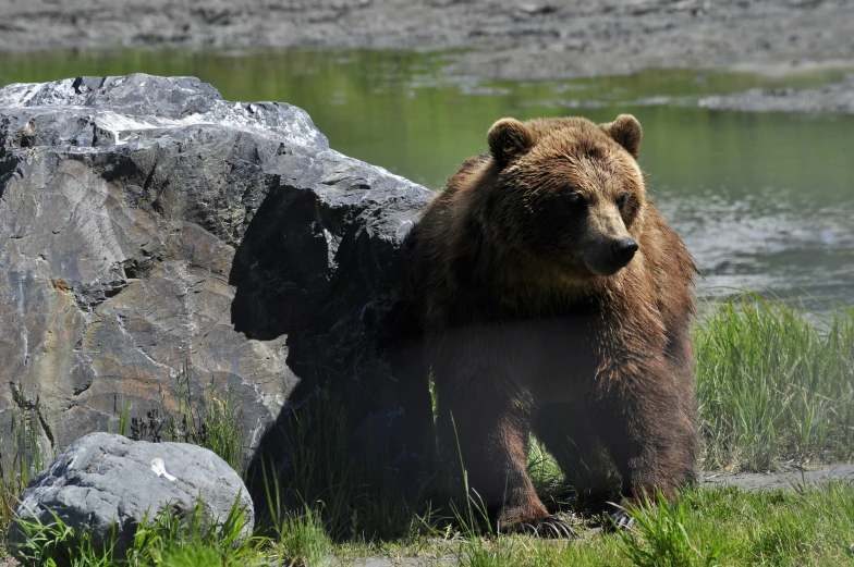 the bear is sitting next to a rock in the grass