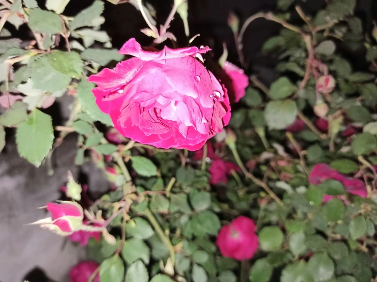 a rose is surrounded by greenery at night