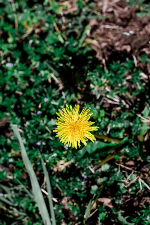 a single yellow dandelion grows in the grass