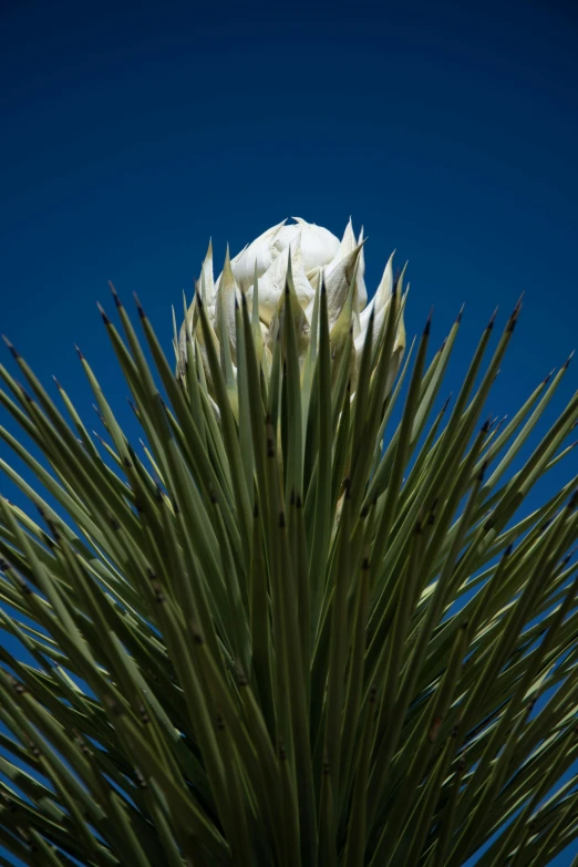 an image of a flower taken from underneath it