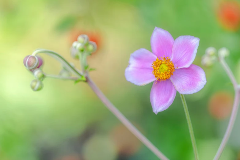 a close - up of some very pretty flowers