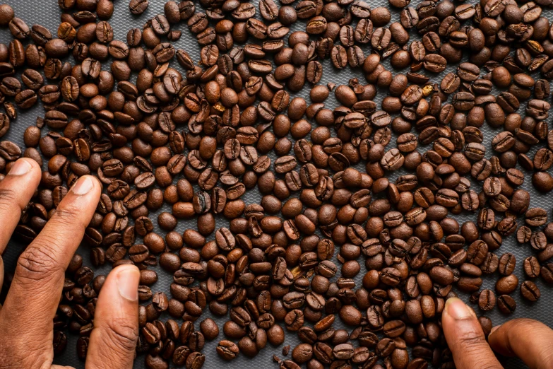 two hands holding some coffee beans on a sheet