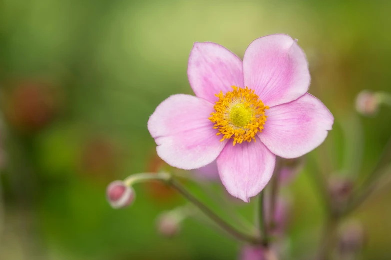 a pink flower with yellow center is seen in the foreground