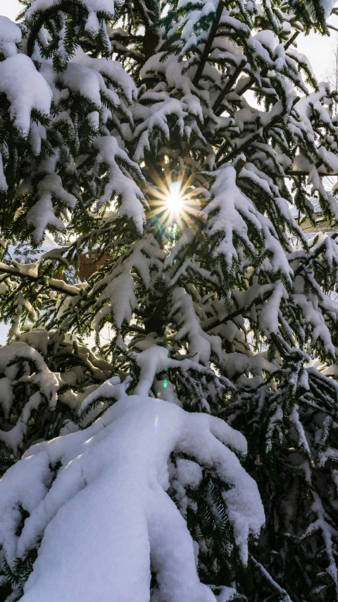 a sunburst through the nches of some snow - covered trees