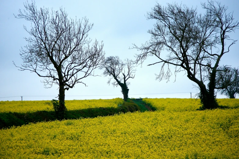 a couple of small trees that are on a hill