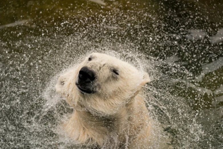 a polar bear playing in the water with his head covered by droplets of white stuff