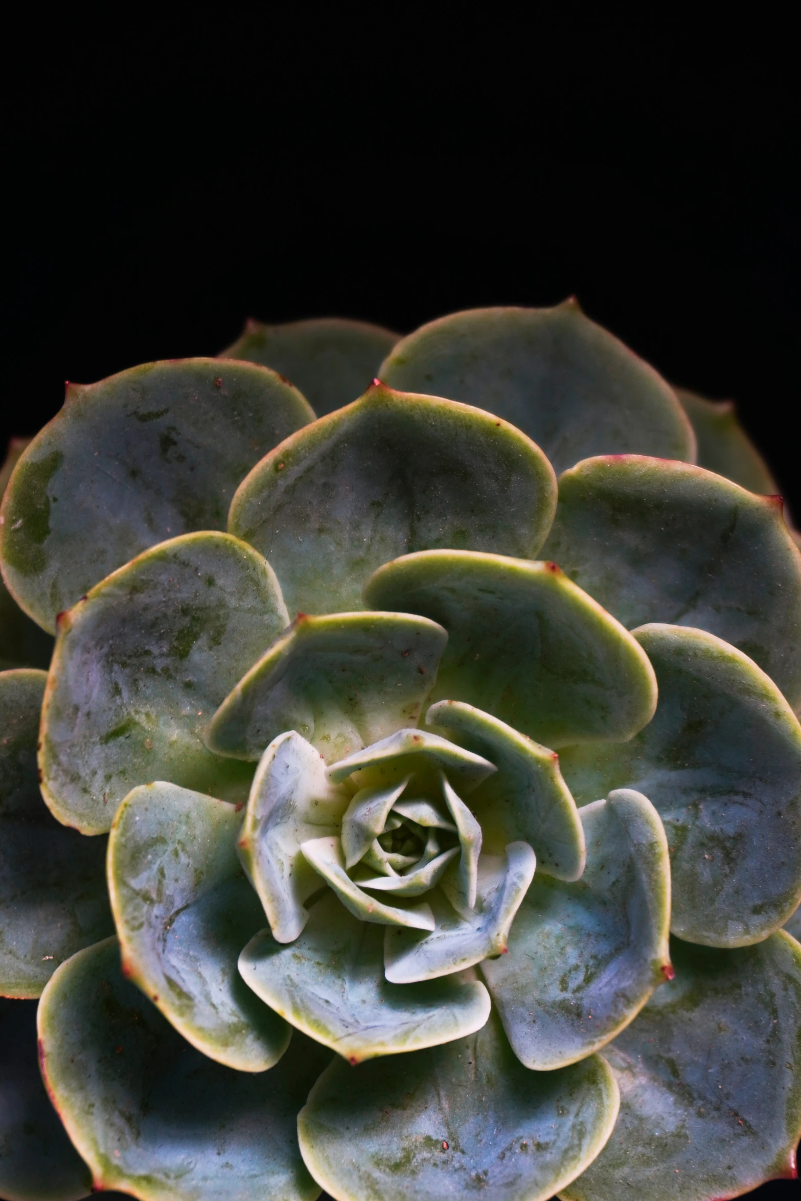 a close up s of an upright succulent