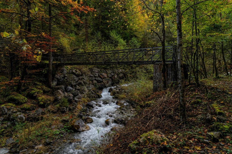 there is a wooden bridge and river running through the woods