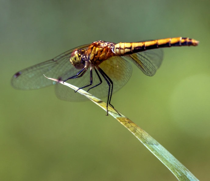 the dragonfly is sitting on top of the plant