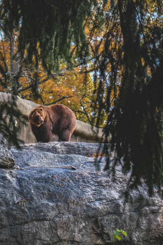 a bear is standing at the edge of a stream