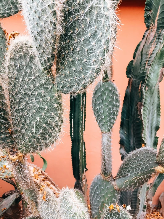 the top of many green cactus plants