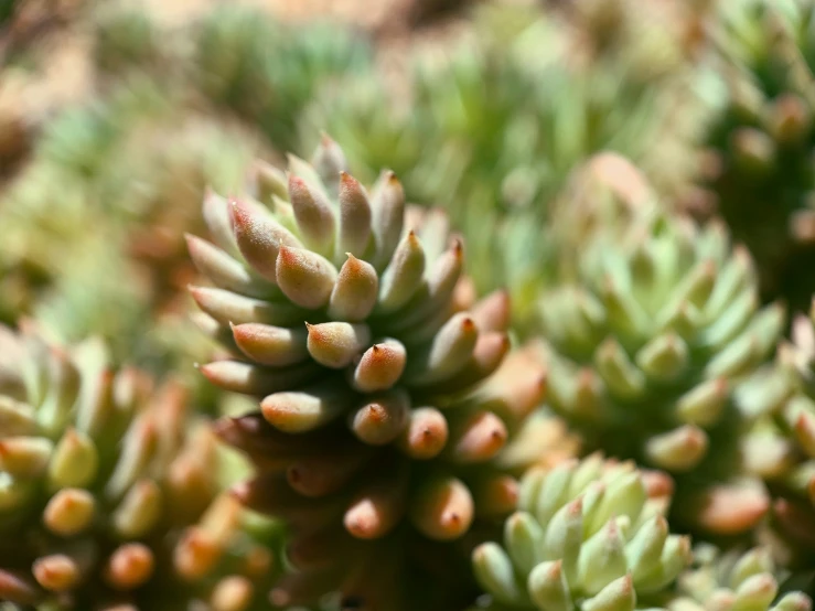 the small flowers are in flower buds that have been budding