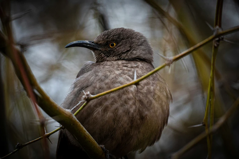 an animal with an odd looking beak sitting on a nch