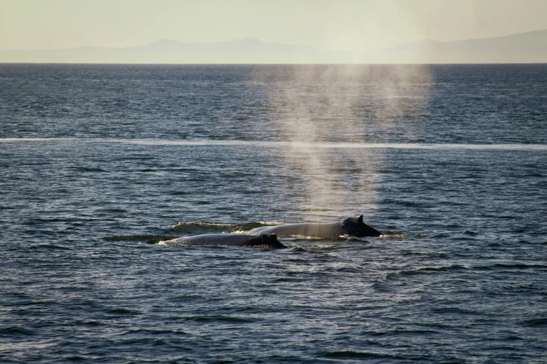 a big whale out in the water by some mountains