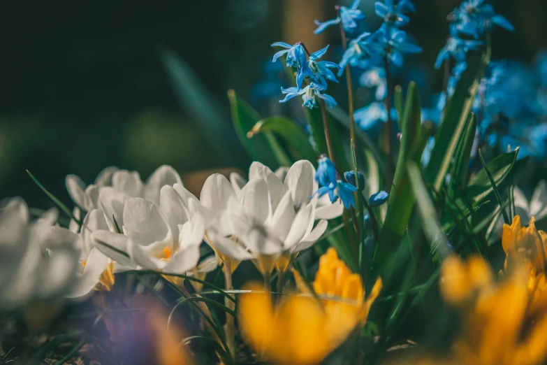 some small flowers that are growing out of the ground