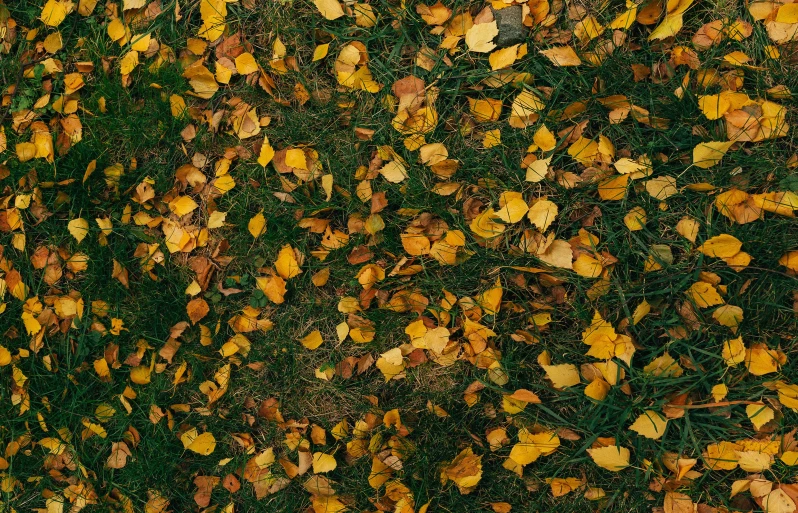 autumn leaves on the ground with one foot laying in the grass