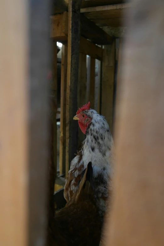 a close up of a rooster in a room with wooden doors