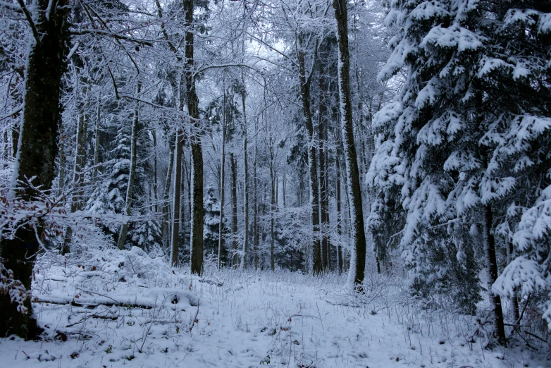 a road in the middle of snow covered woods