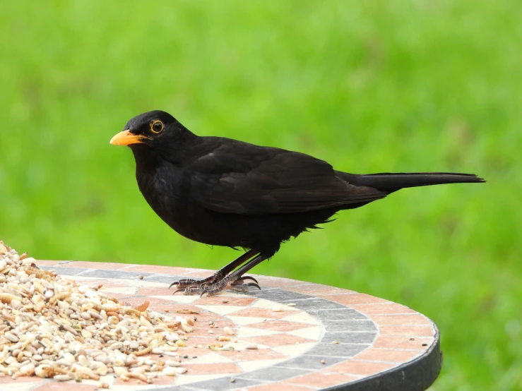 a black bird sitting on a small round table