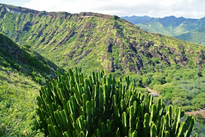 a tall green plant sitting in the middle of a lush green hillside