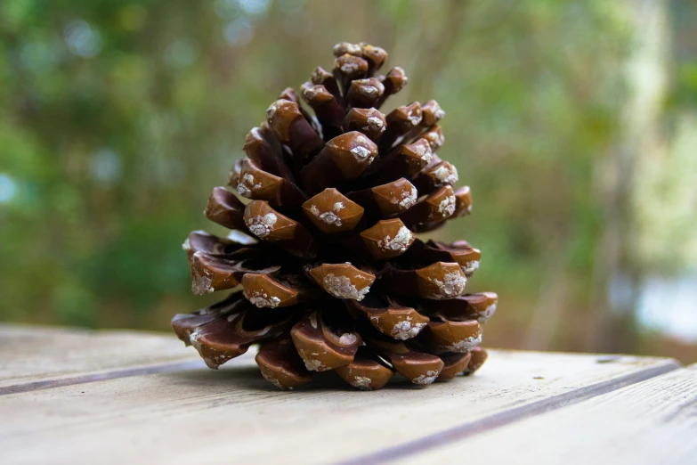 a small pine cone is sitting on the top of a table