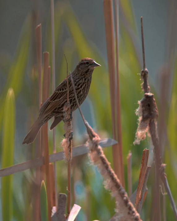 a bird is perched on a nch amongst plants