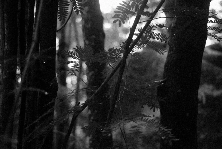 black and white pograph of ferns and other trees