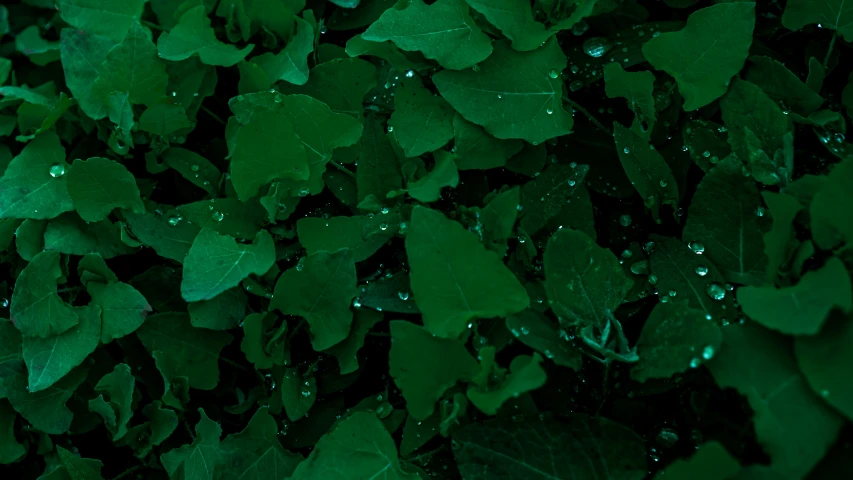 the green leaves of a plant are in the rain