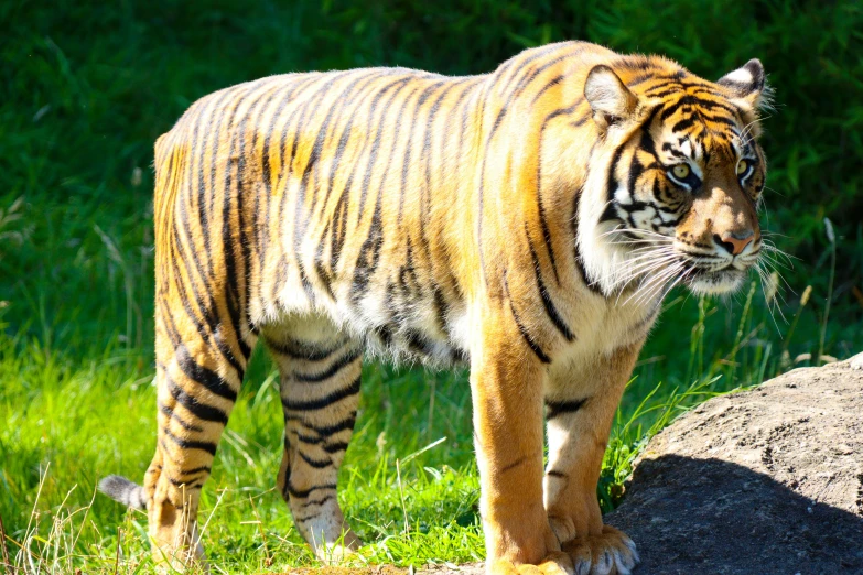 a tiger walking across a grass covered field