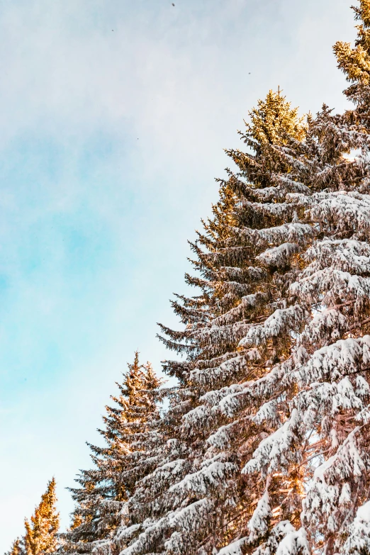 a po taken from below, of trees and snow on the ground