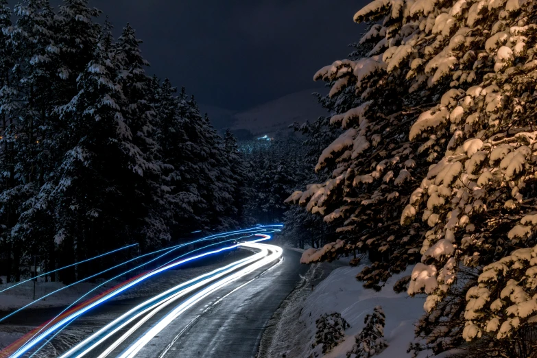 snowy trees and lights in the night on a street