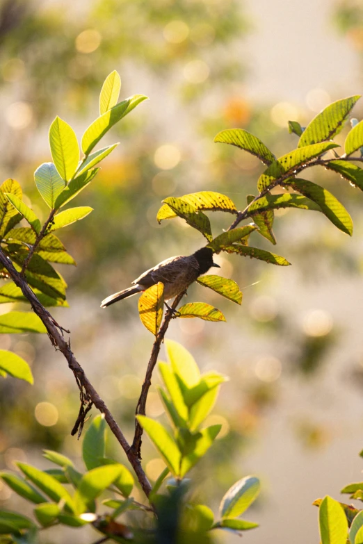 a little bird perched on top of a small tree nch