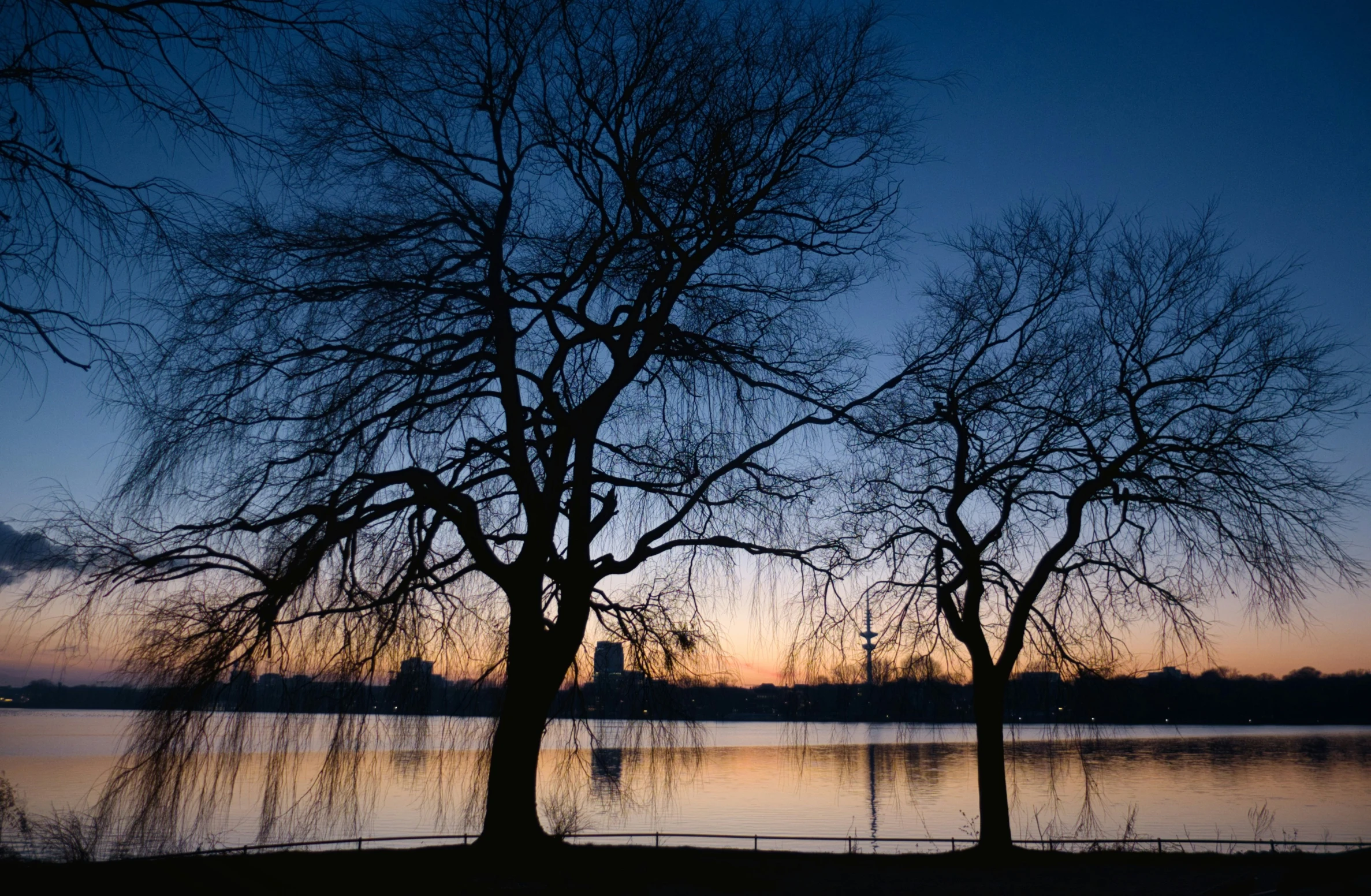 some bare trees are sitting in front of the water