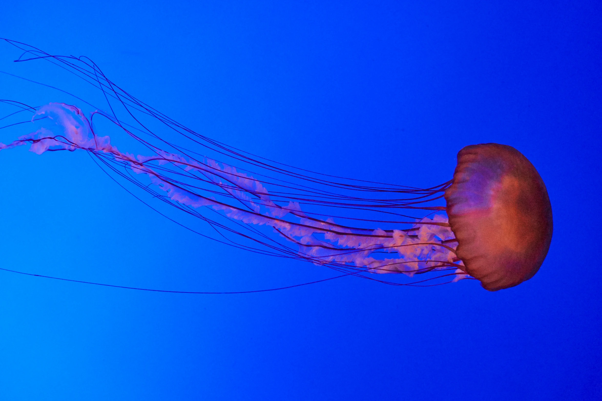 a single jelly fish floating by on blue water