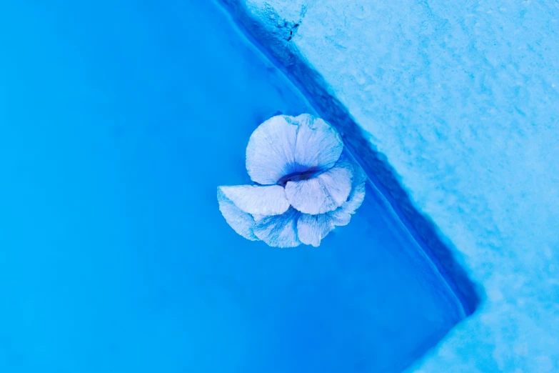 there is a blue swimming pool with flowers on it