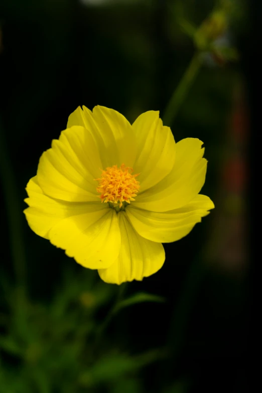 a small yellow flower is blooming in the green